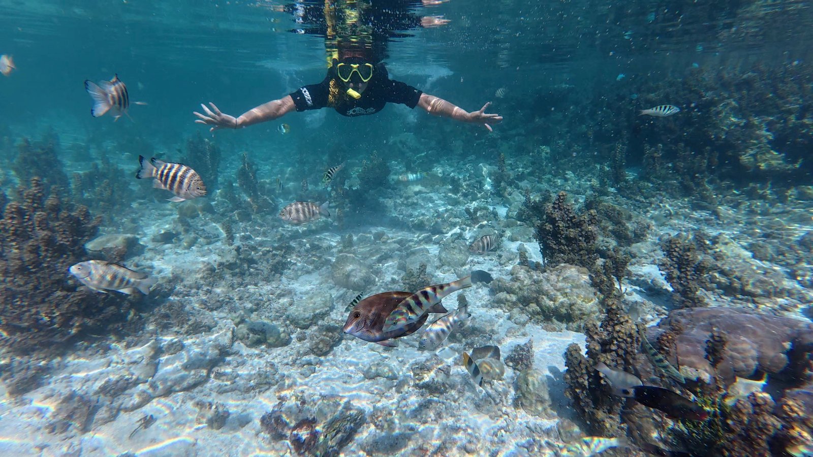 Snorkeling & Coraux