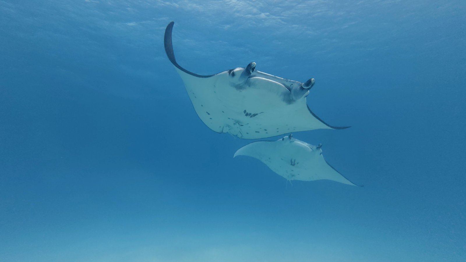 Raies Manta