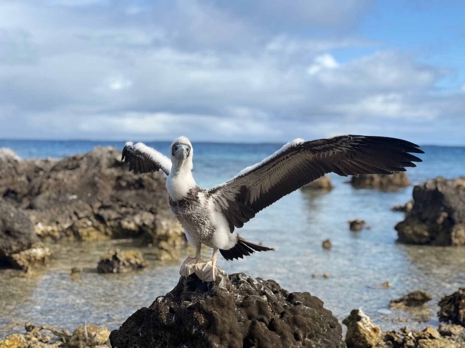 L'Île aux Oiseaux